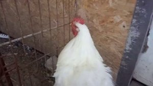 Отличие брамы от кохинхина.