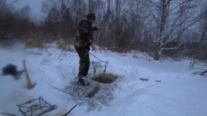 Ловля бобра проходными капканами в мелиоративных канавах.