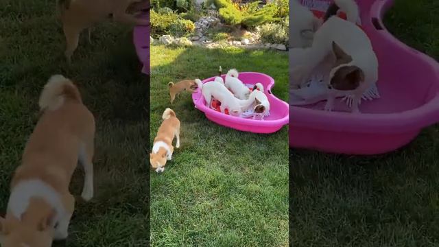 Всем хорошего воскресного дня ❤️от нашего питомника чихуахуа Golden Lily,Крым, #продажа #chihuahua смотреть онлайн