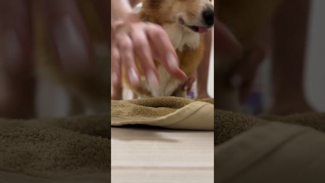 В чем я не права? #shortsvideo #shortvideo #corgi #funny #puppy #корги