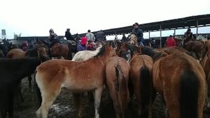 Аспбозори Ленинский район ш.Душанбе асп арзон шуд.