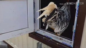 НОВЫЙ ДОМ ДЛЯ ИНДОУТОК???