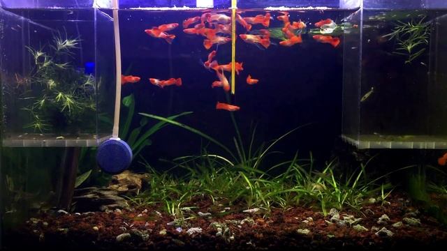 團滅邊緣的孔雀魚！孔雀魚腐皮病（白皮病），新手養孔雀魚-23 смотреть онлайн