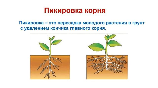 Тема 23 Внешнее и внутреннее строение корня в связи с выполняемыми функциями Лабораторная работа № смотреть онлайн