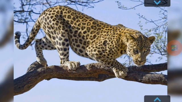 Animals. English Doman cards - Kids vocabulary - Learn English for kids -Английский карточки Домана