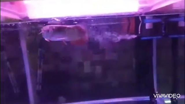 Arowana Feeding time #chiken pieces #perl & asian arowana !!! смотреть онлайн