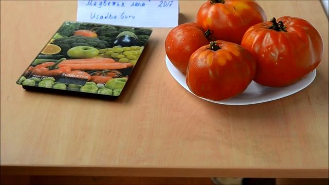 Томат "Медвежья лапа" в открытом грунте