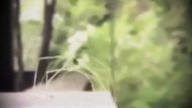 GET STICK BUGGED LOL - ЗНАЧЕНИЕ МЕМА! ЖУК ПАЛОЧНИК смотреть онлайн