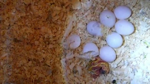 Попугаи нимфы - кореллы Кузя и Фиби (разведение) 6 Магнитогорск смотреть онлайн