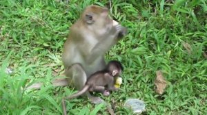 Обезьяна с детенышем ест банан