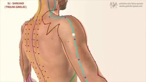 Где проходит энергетический Меридиан трёх обогревателей в теле человека