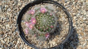 Mammillaria bocasana 🌵🌵🌵