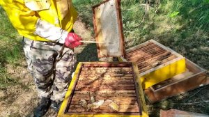 ЧТО БУДЕТ ЕСЛИ ОСТАВИТЬ ПЧЁЛ НА МЕСЯЦ В ЛЕСУ??? Кочевка с одним ульем⬇️