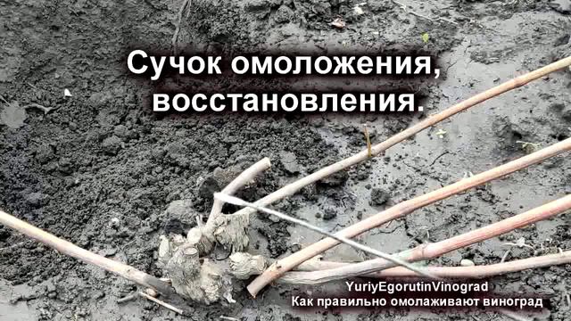 07 - 🍇 Запомните ЭТО полезное ПРАВИЛО. Как ПРАВИЛЬНО ОМОЛОДИТЬ без потери УРОЖАЯ старый куст виногр