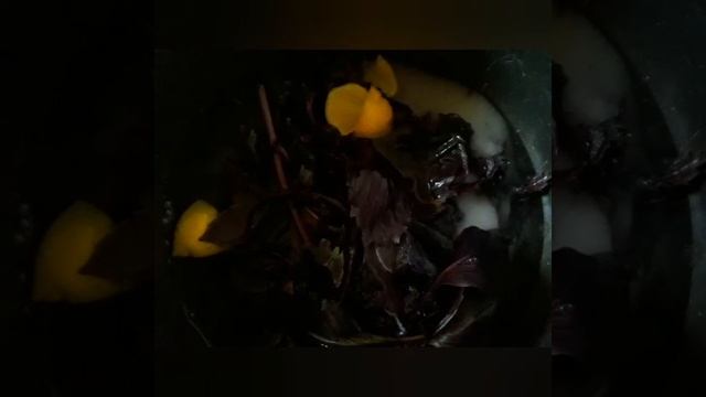 ?Reyhan kompotu..Basil compote..Компот из базилика?..Cox ləzzətli kompot?? смотреть онлайн