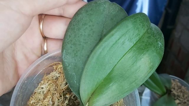 Подкормить и НЕ НАВРЕДИТ❗Простая ПОДКОРМКА орхидей для БУРНОГО РОСТА смотреть онлайн