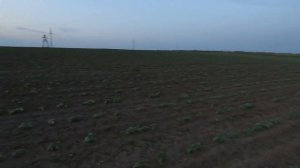 Десикант , Гранстар , Евролайтинг на подсолнух и горох всё в одну ночь .