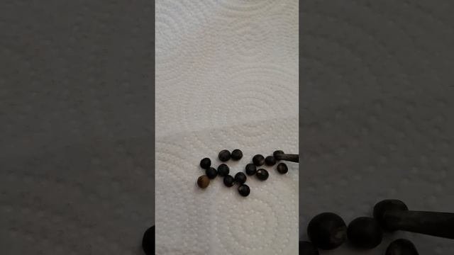 Проращивание семян Канны.