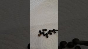 Проращивание семян Канны.