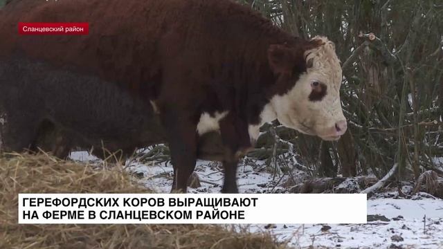 Герефордских коров выращивают на ферме в Сланцевском районе