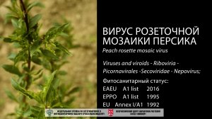 Вирус розеточной мозаики персика (Peach rosette mosaic virus)