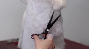 Bichon frise summer cut - How to make it easy?