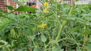 Первыми завязались томаты СТАРЫЙ НЕМЕЦКИЙ и РАННЯЯ ДЕВОЧКА ( EARLY GIRL )