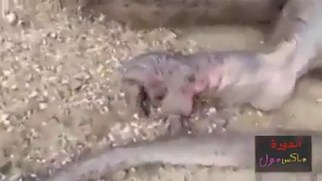 Чудеса Аллаха,шок смотреть всем? смотреть онлайн