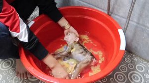 Baby monkey bathed in ginger juice