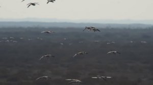 Болотные луни охотятся на гусей - Harrier vs ducks | Film Studio Aves