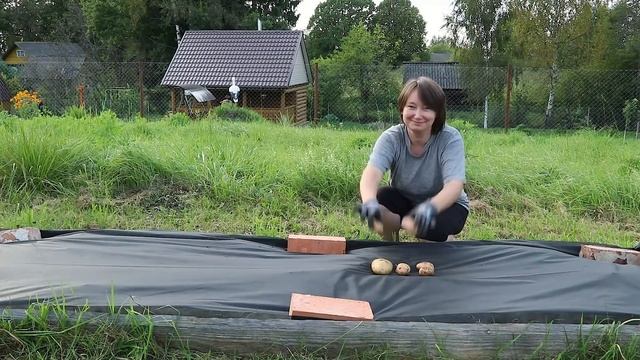 Сработает ли ЛЕНИВЫЙ СПОСОБ БОРЬБЫ С СОРНЯКАМИ?.. смотреть онлайн