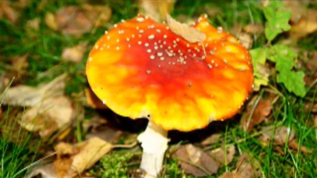 04 Евангелия от Марка - Новый Завет - Библия