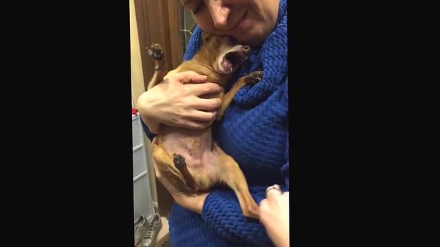 Злой той-терьер смотреть онлайн