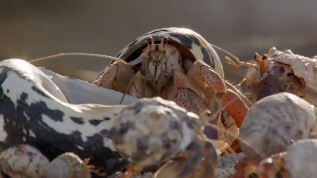 D2U club - Рак отшельник меняет жильё смотреть онлайн