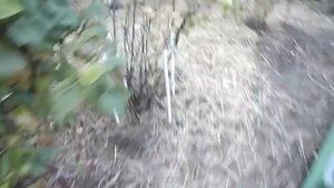 Опоры для смородины и крыжовника стойкие к ржавчине.