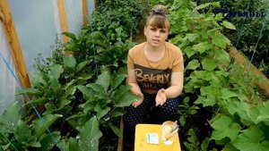 СУПЕР средство для увеличения урожая БАКЛАЖАНОВ! Борная кислота для: баклажанов, томатов, огурцов.