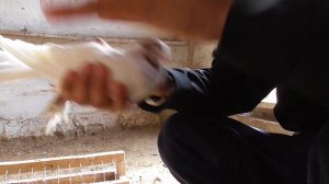 Испытания САЛЬМОВЕТА на 2 пары без Плодия Голубей,SALMOVETA on the day of a pair of loveless Pigeon