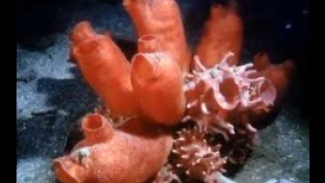 Красота и здоровье из глубин океана. смотреть онлайн