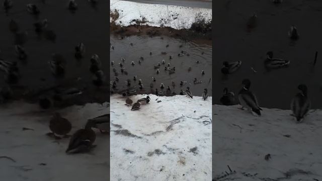 Утки, которые не улетают на юг смотреть онлайн