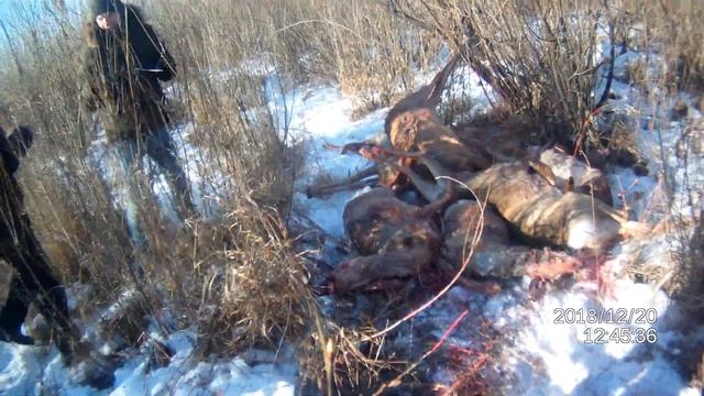 Браконьерам дали условный срок смотреть онлайн