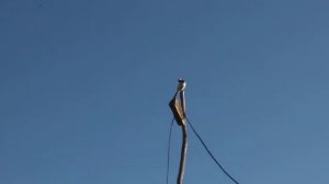 Белая трясогузка//Пение трясогузки//Motacilla alba