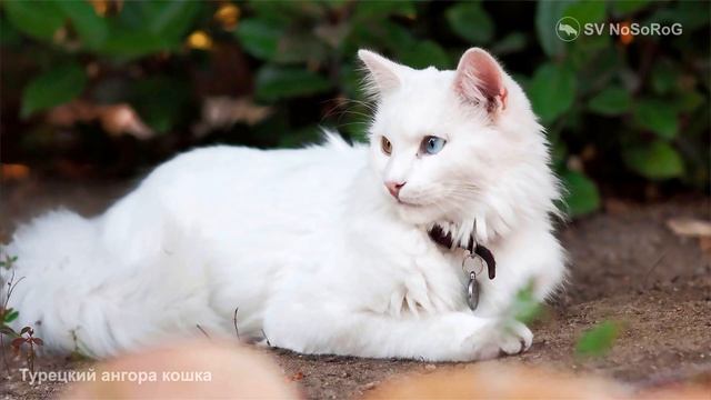 Турецкий ангора кошка