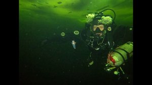 Морской Ангел. Белое море 2023