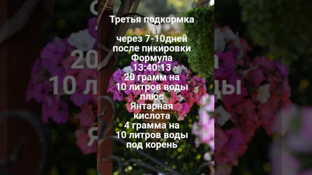 Шпаргалка.Подкормка рассады петунии,виолы.🌺🌺🌺