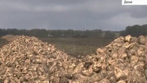 В Алтайском крае продолжается сбор сахарной свёклы. Собрали уже 400 тысяч тонн