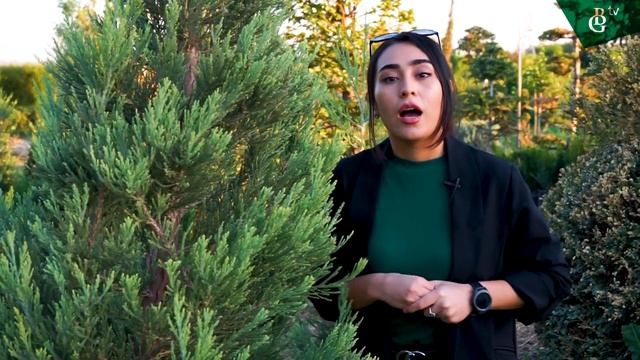 Секвоя это - уникальное растения смотреть онлайн