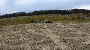 200 метров с cz 557 black edition.