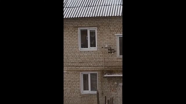 Кошка ходит по стене - как это у неё получается? смотреть онлайн