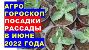 Агрогороскоп посадки рассады овощных и цветочных растений в грунт в июне 2022 года