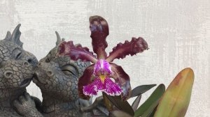 Cattleya schilleriana "Sanderiana".